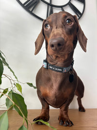 Outdoor Explorers Dog Collar