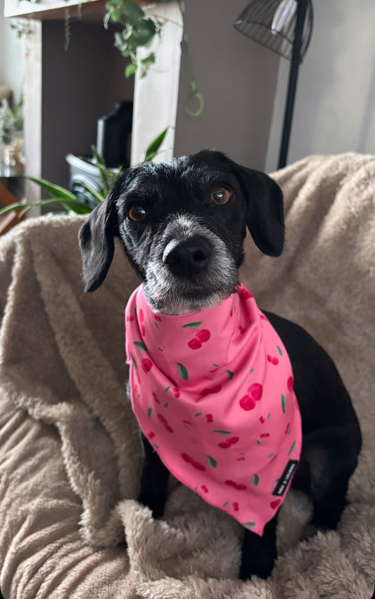 Cherry Drops Bandana / Neck Scarf