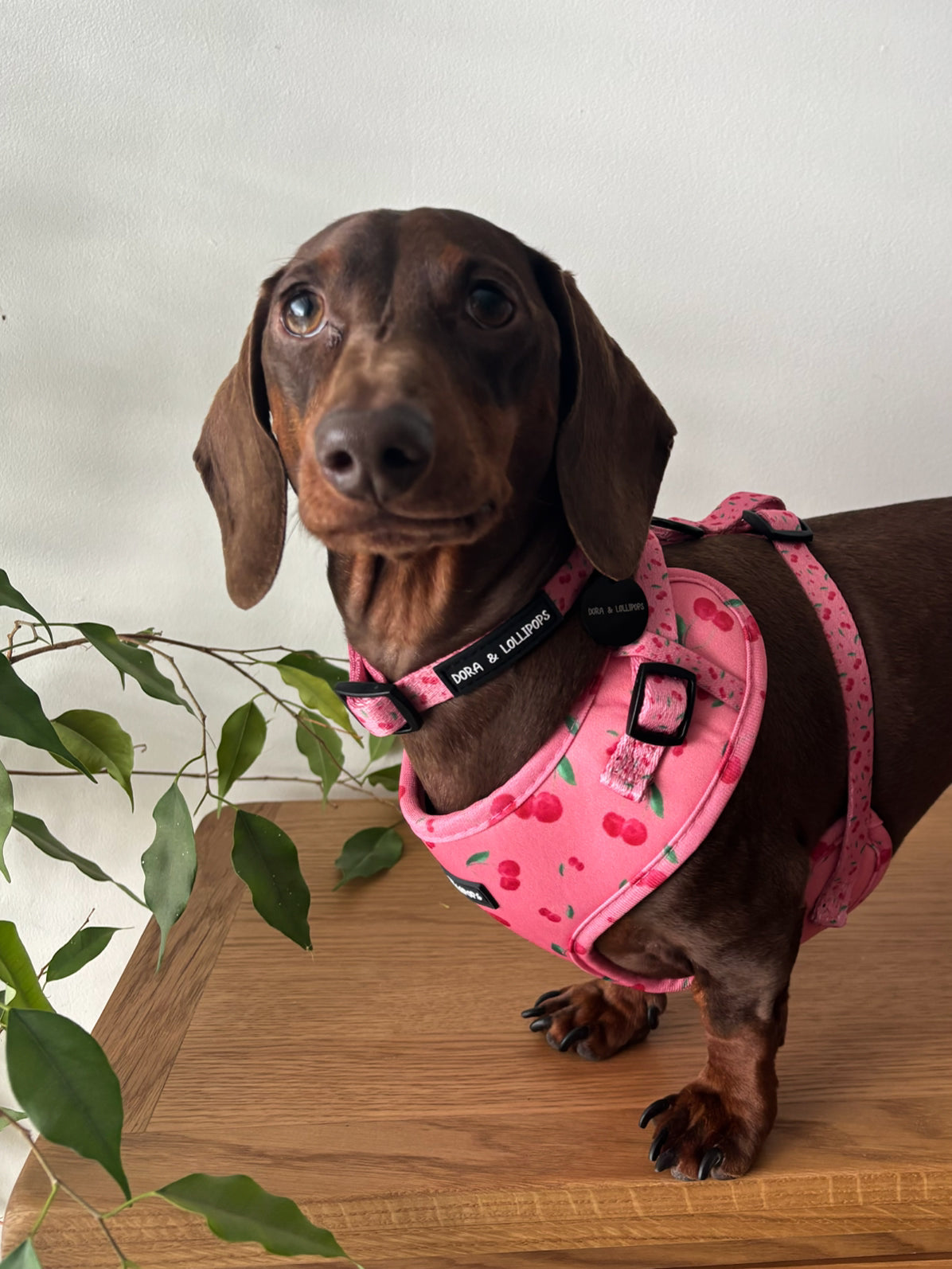 Cherry Drops Neoprene Dog Harness