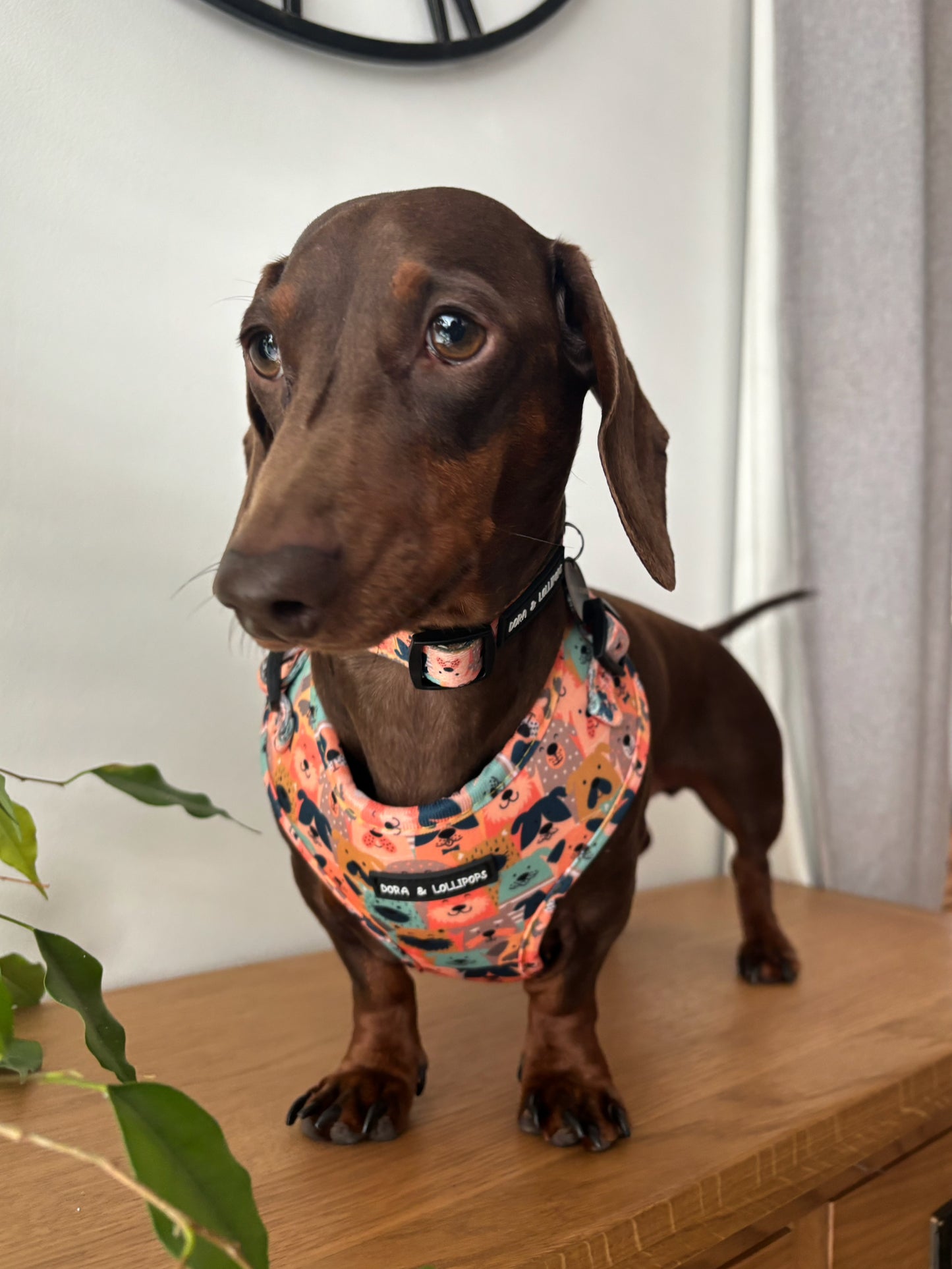 Dogs Club Neoprene Dog Harness