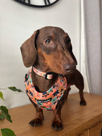 Dogs Club Dog Collar
