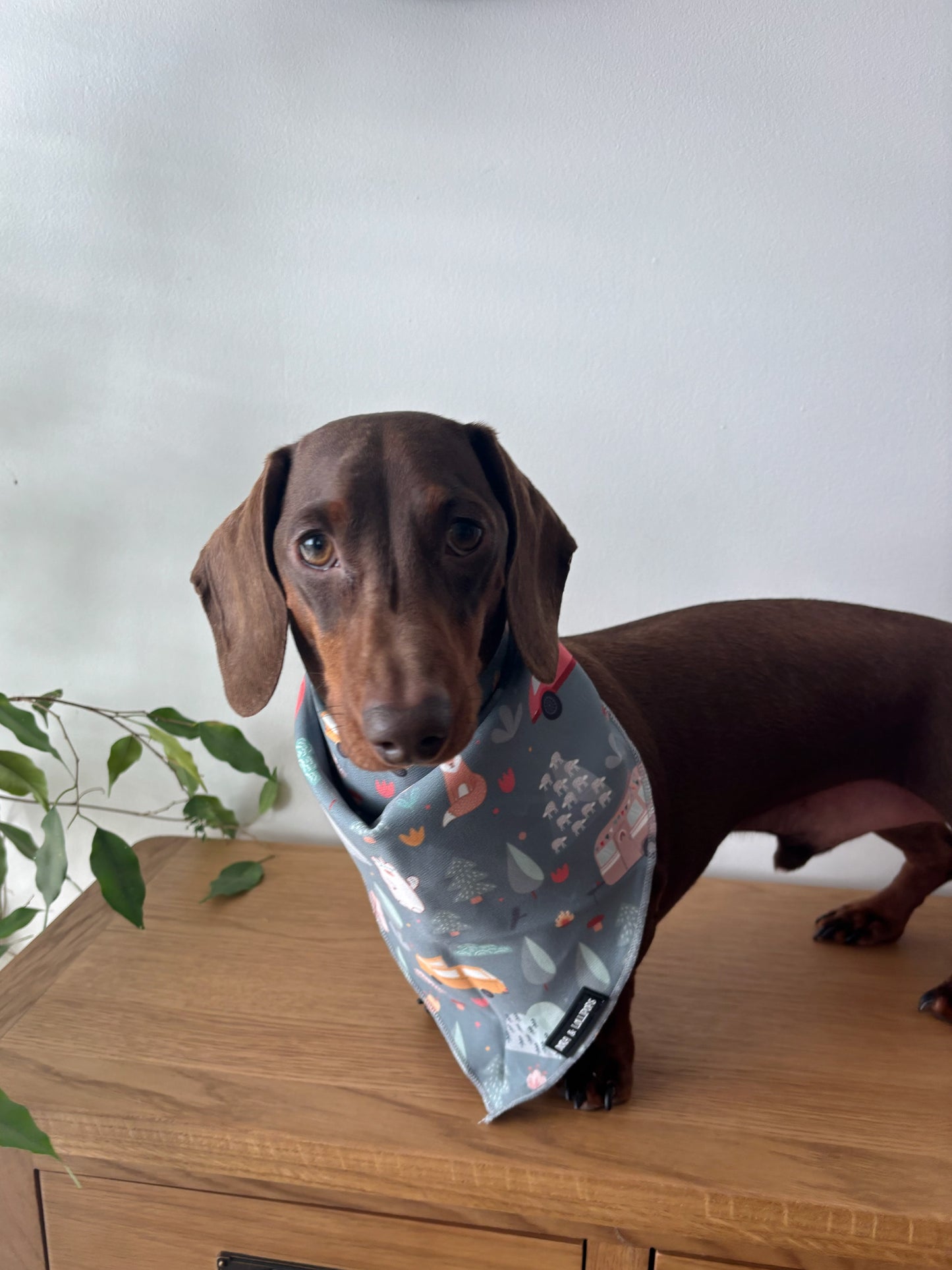 Outdoor Explorer Bandana / Neck Scarf