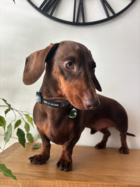 Outdoor Explorers Dog Collar