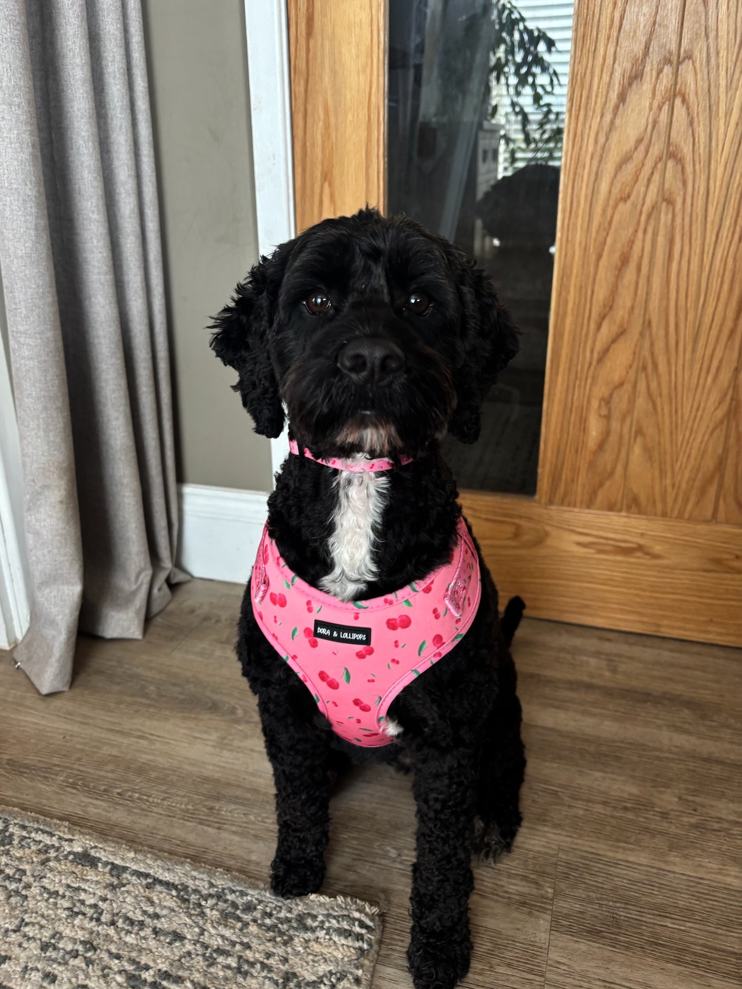 Cherry Drops Neoprene Dog Harness