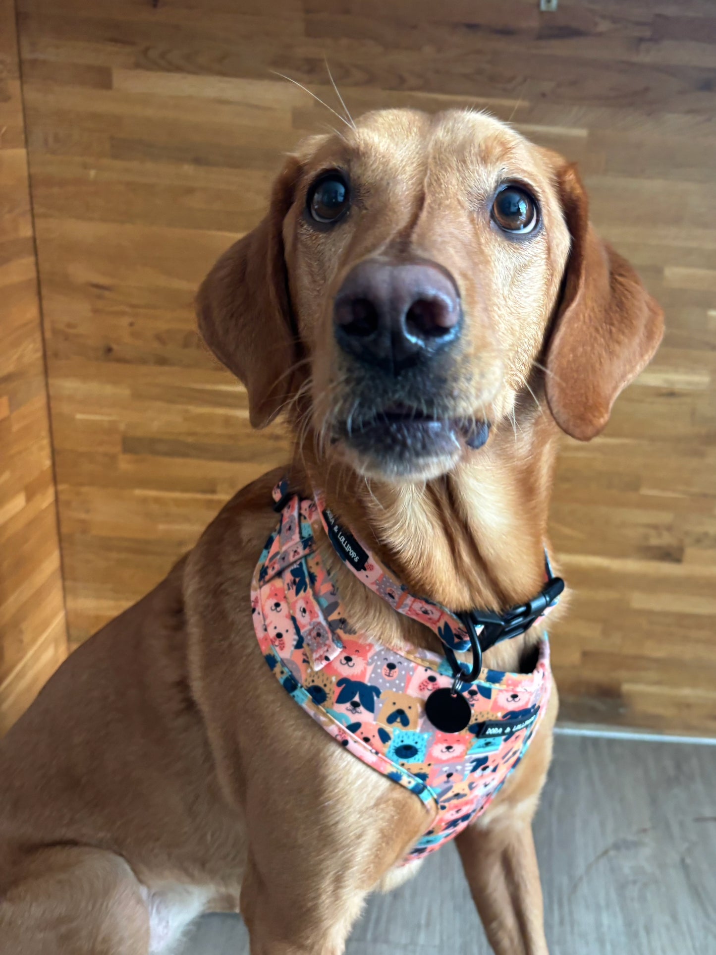 Dogs Club Neoprene Dog Harness