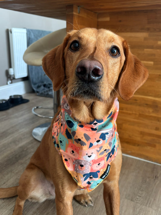 Dogs Club Bandana/ Neck Scarf