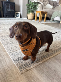Boho Rainbows Dog Collar