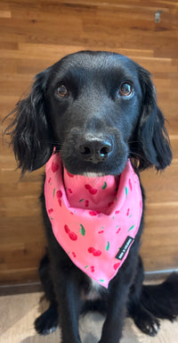 Cherry Drops Bandana / Neck Scarf