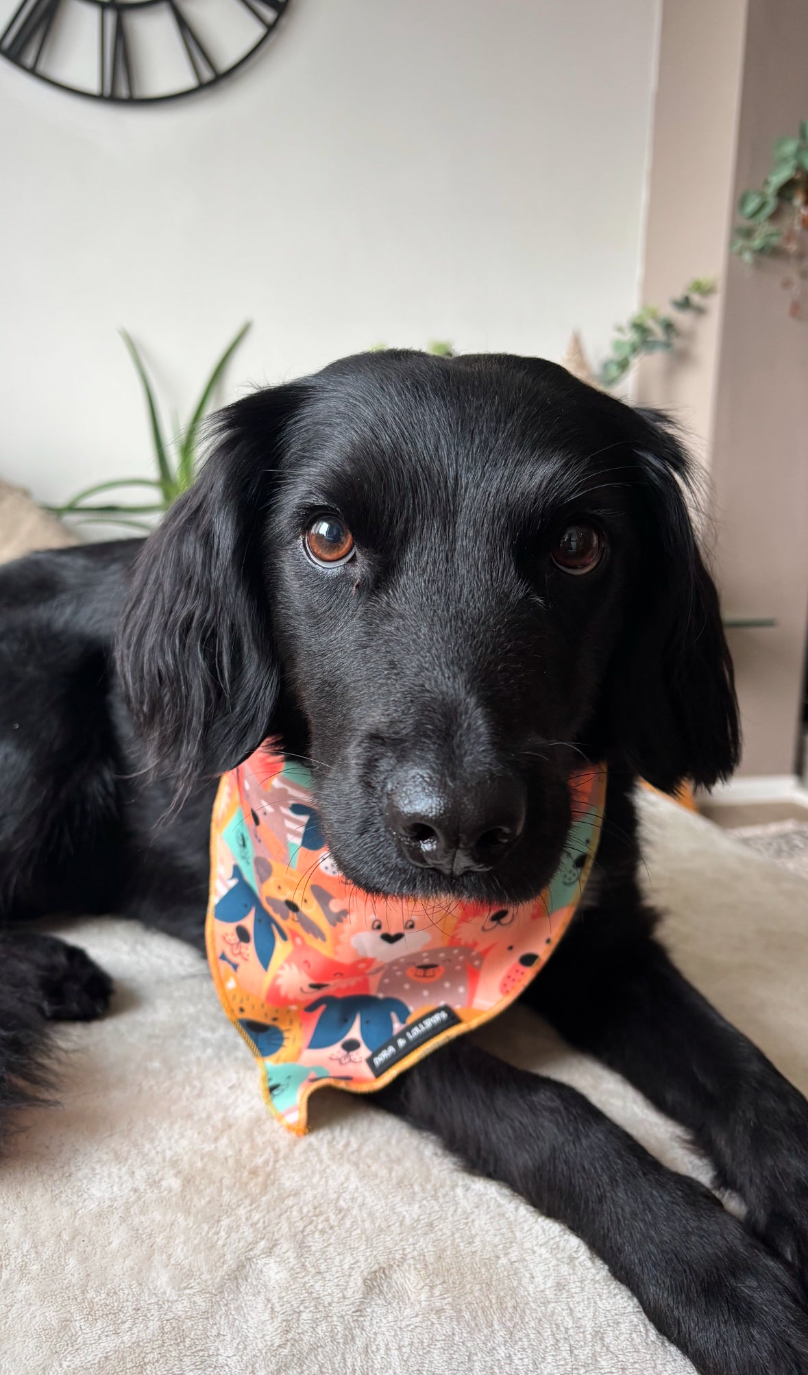 Dogs Club Bandana/ Neck Scarf