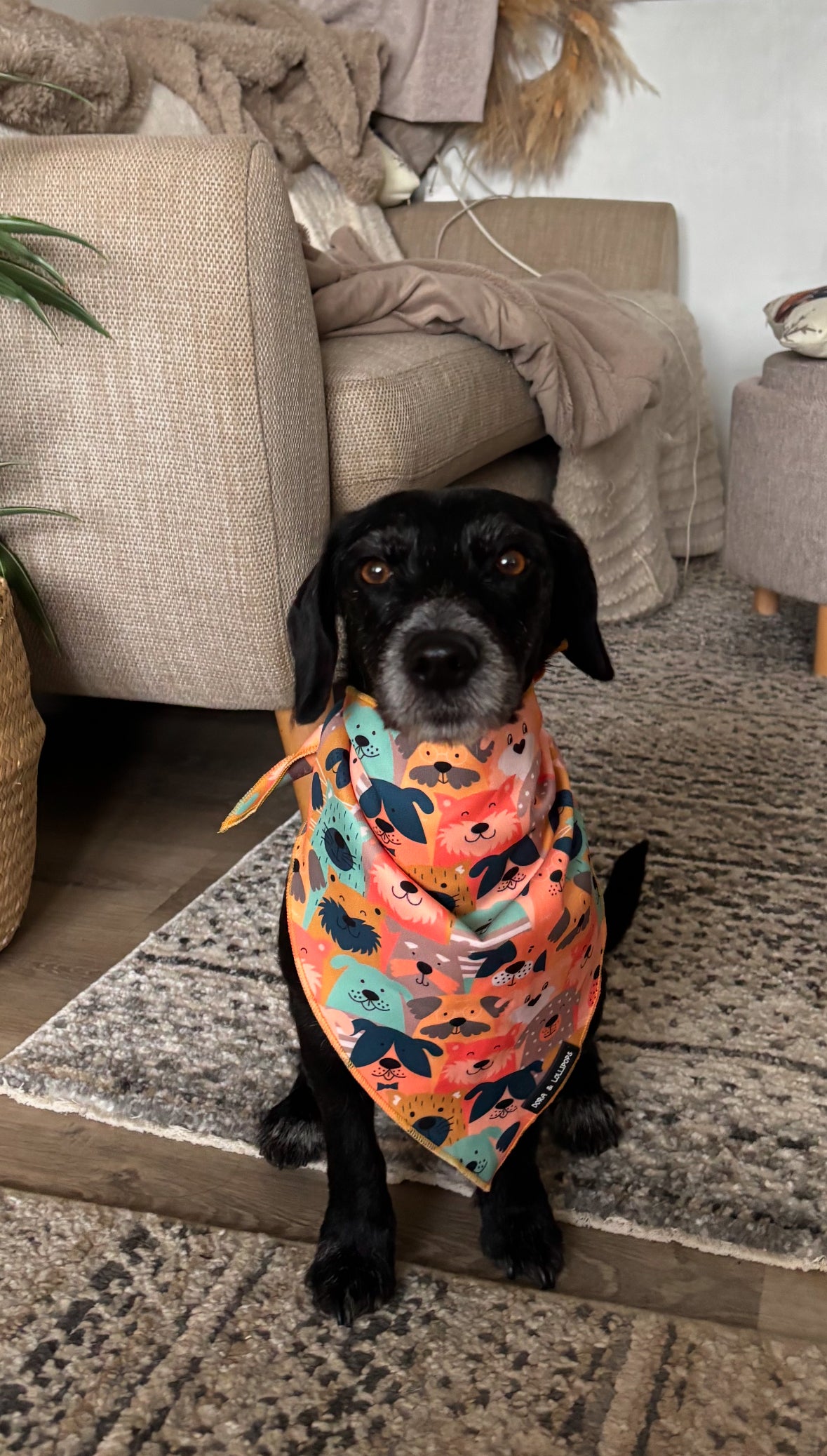 Dogs Club Bandana/ Neck Scarf