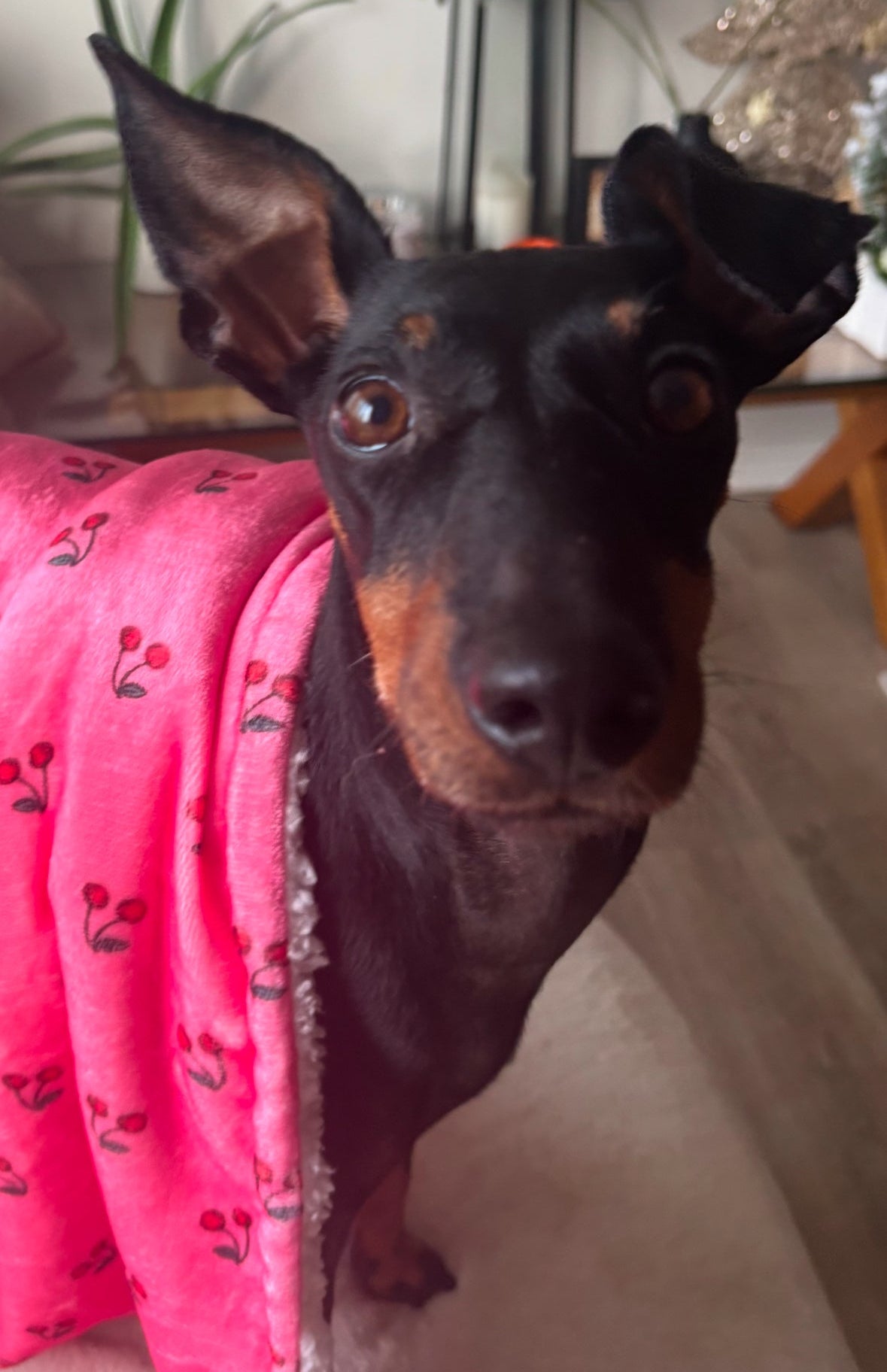 Cherry Drops Fleece Snuggle Blanket