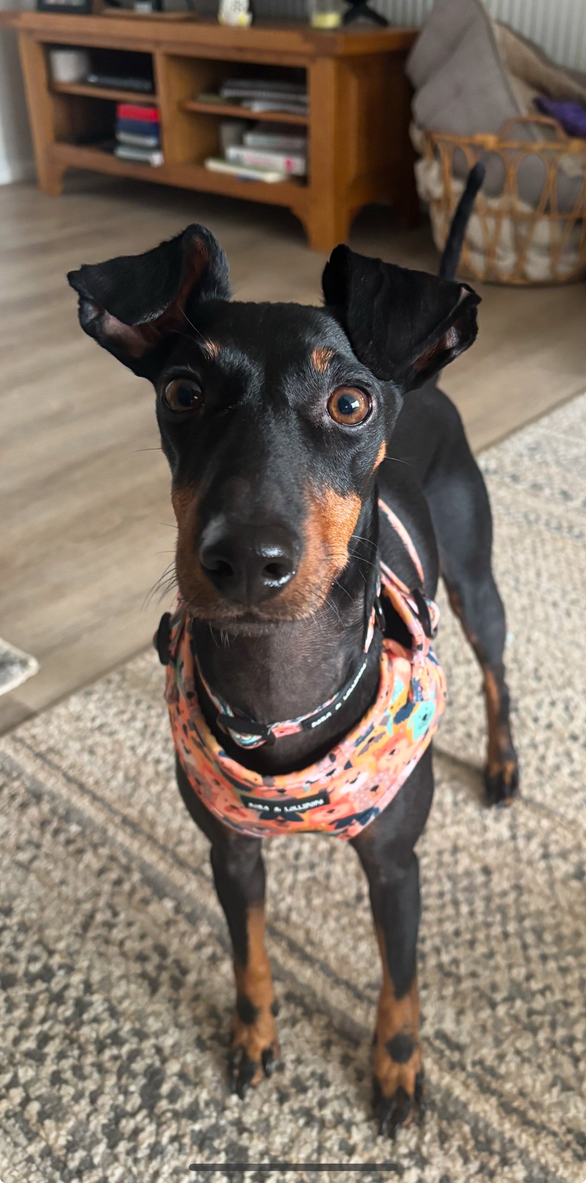 Dogs Club Dog Collar