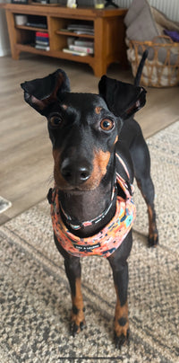 Dogs Club Dog Collar
