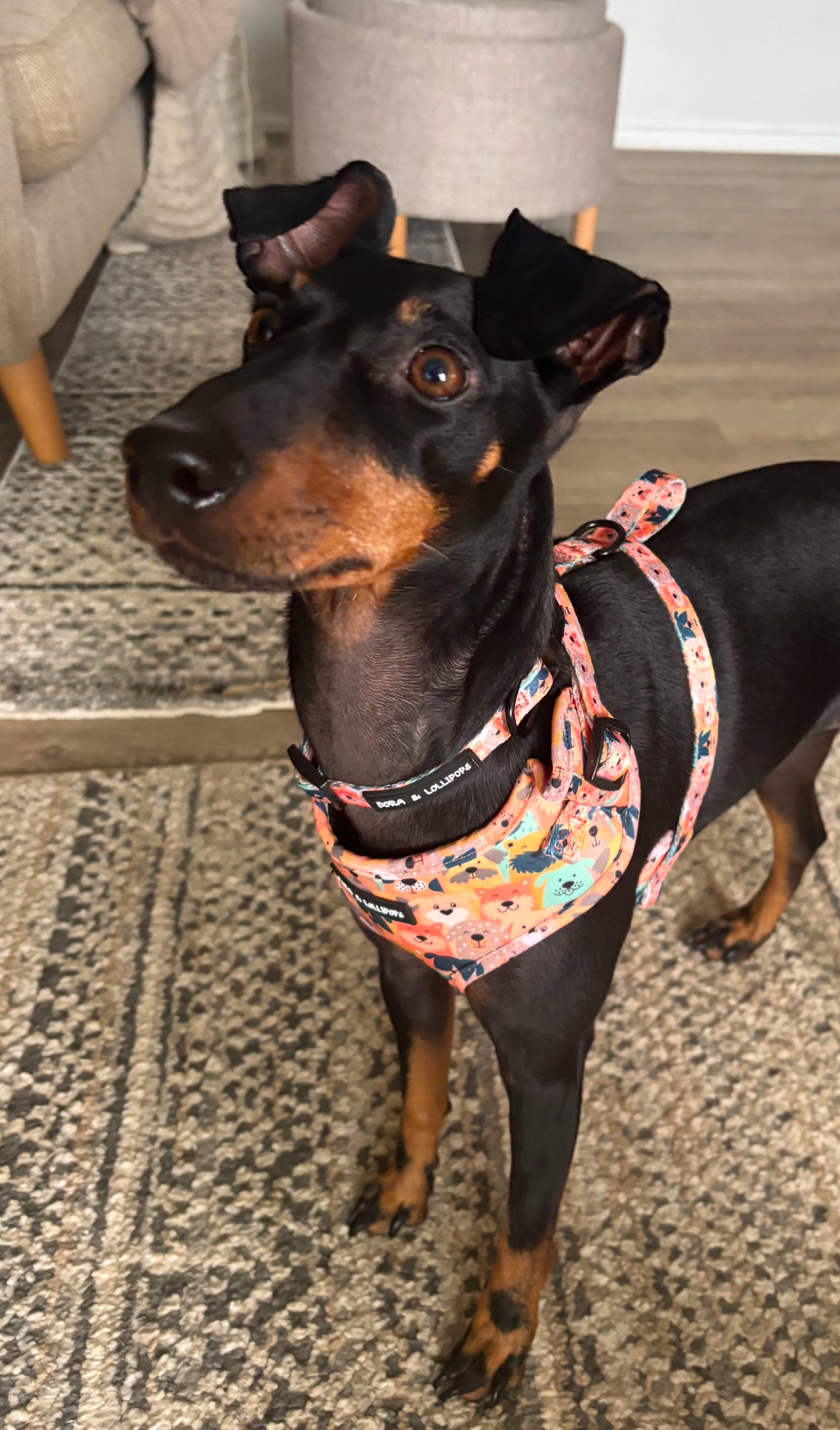 Dogs Club Neoprene Dog Harness