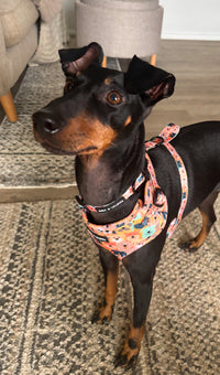 Dogs Club Neoprene Dog Harness
