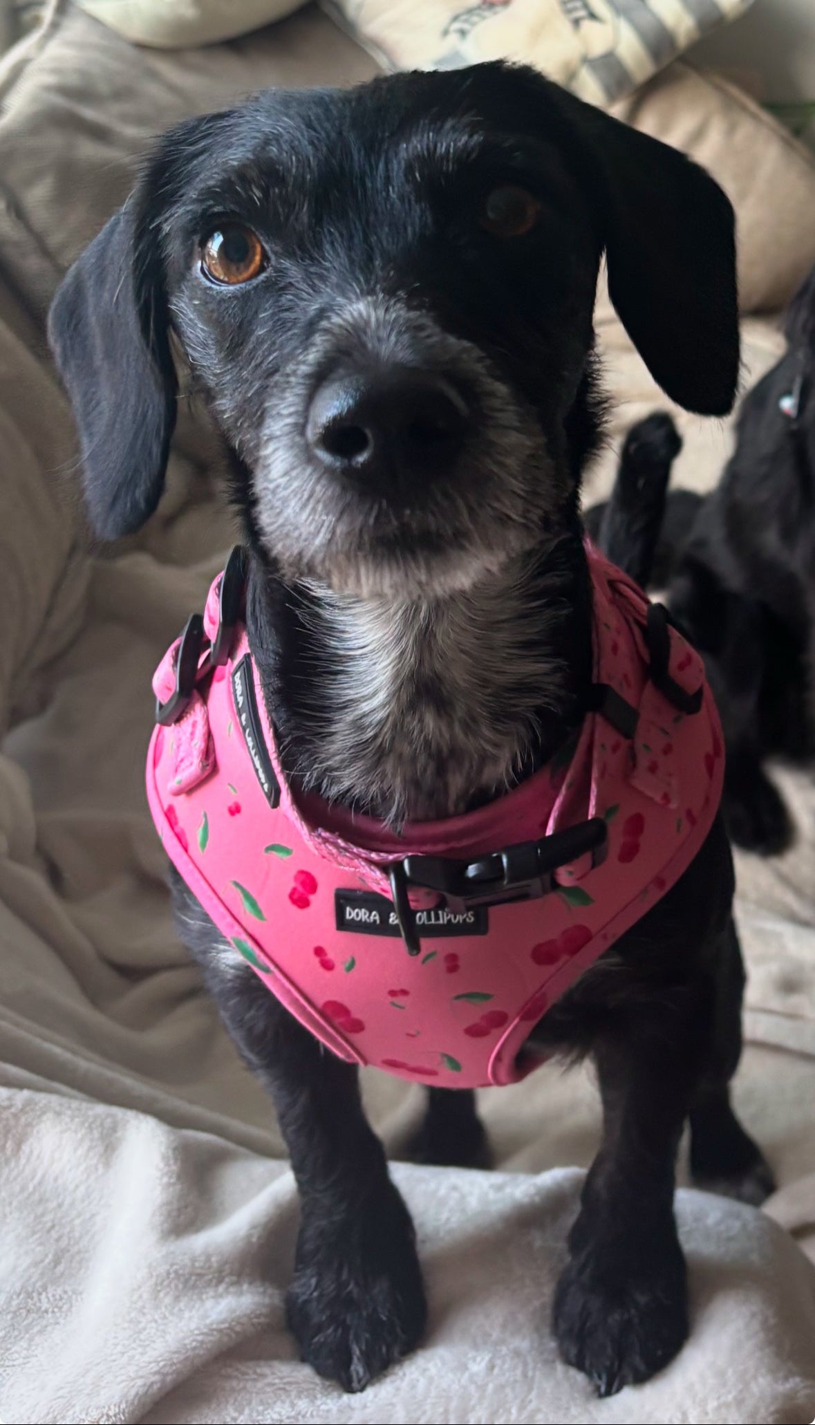 Cherry Drops Neoprene Dog Harness