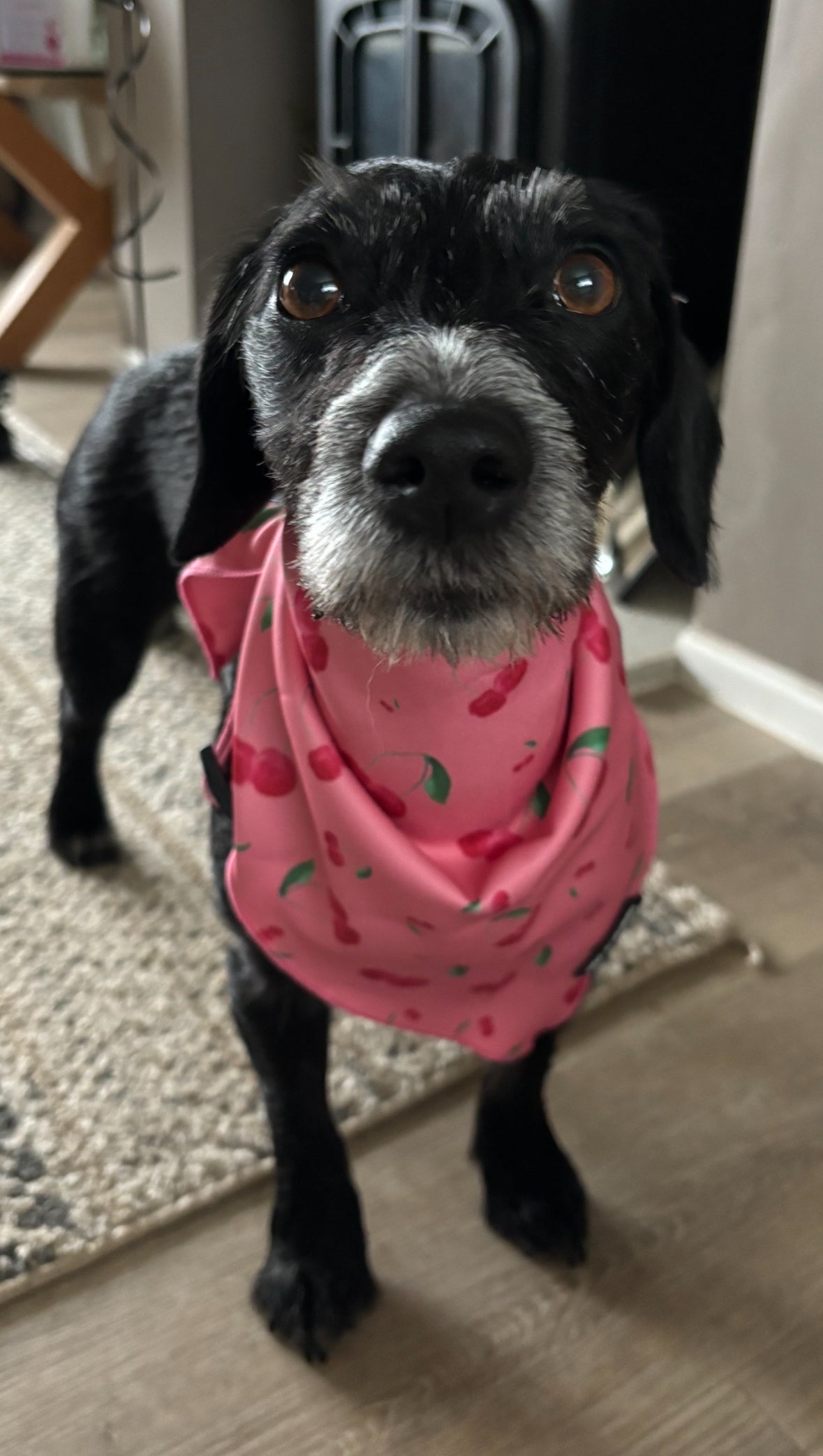 Cherry Drops Bandana / Neck Scarf