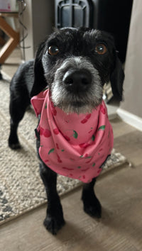 Cherry Drops Bandana / Neck Scarf
