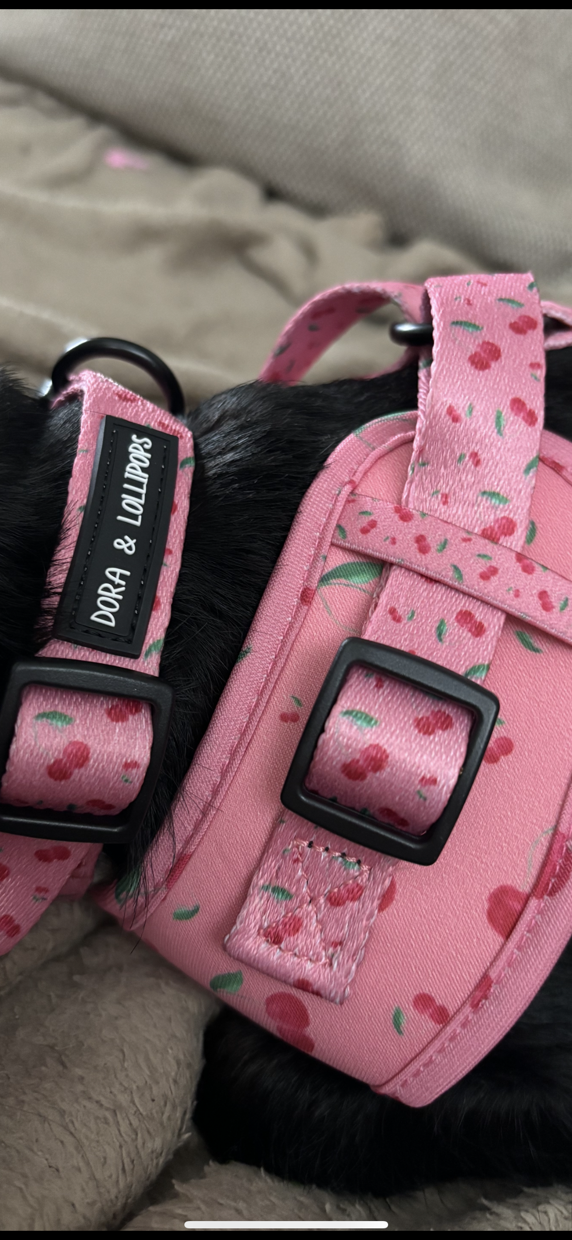 Cherry Drops Neoprene Dog Harness