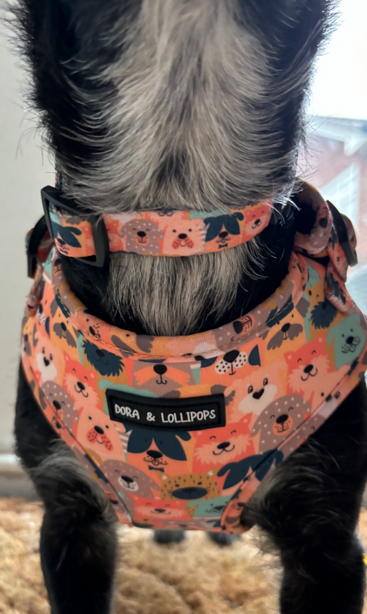 Dogs Club Dog Collar