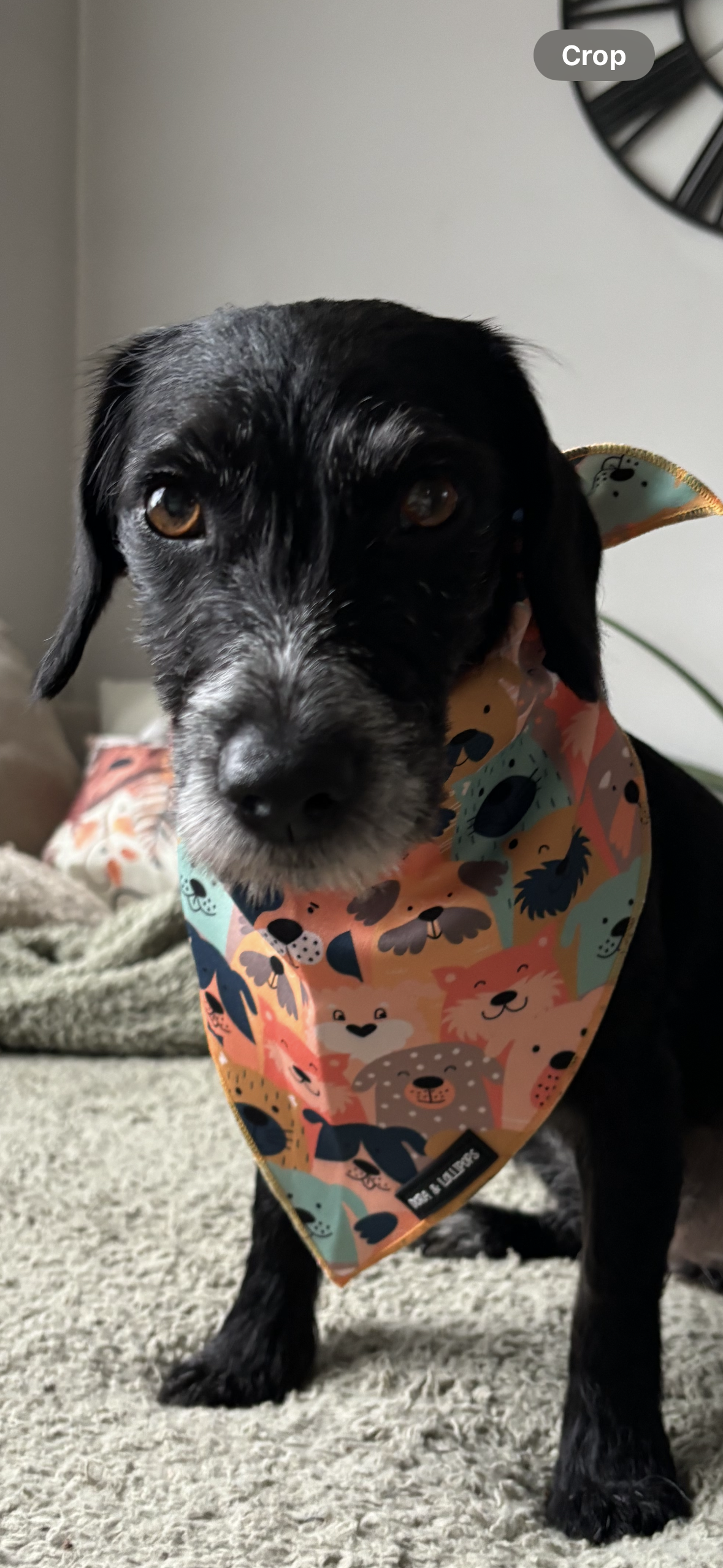 Dogs Club Bandana/ Neck Scarf