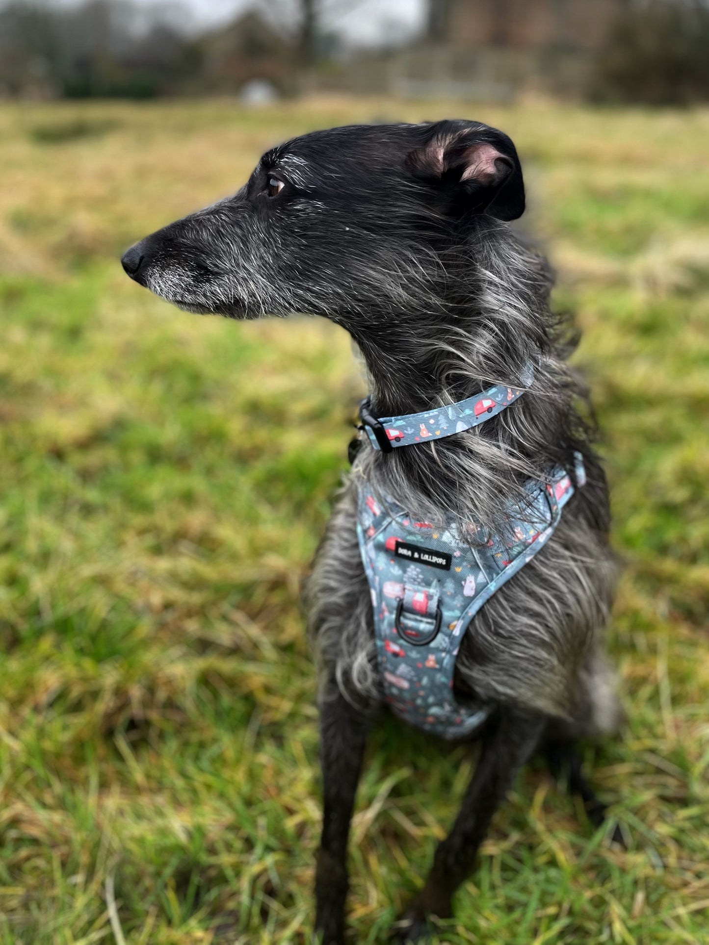 Outdoor Explorer No Pull Tough Adventure Harness