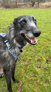 Outdoor Explorers Dog Collar