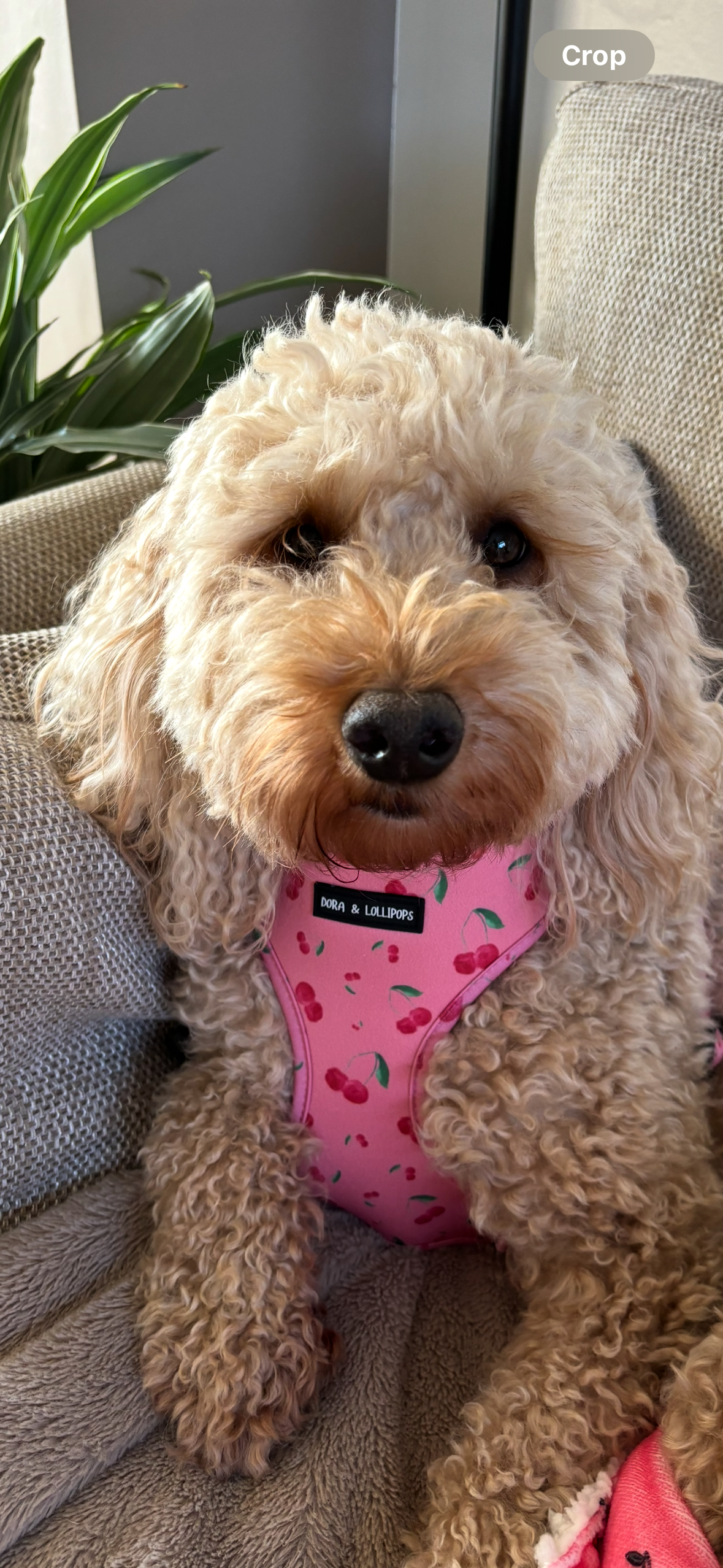 Cherry Drops Neoprene Dog Harness