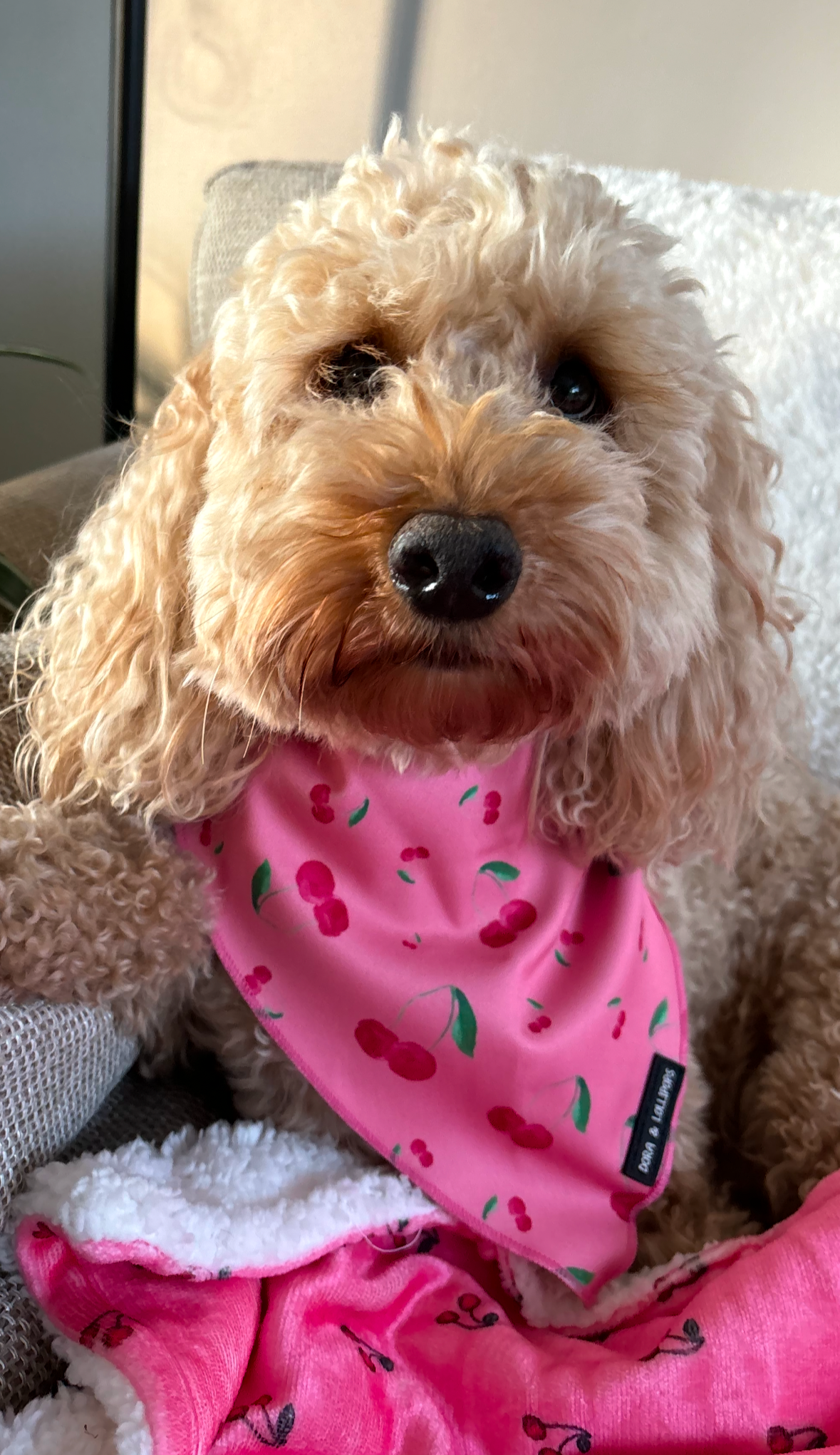 Cherry Drops Bandana / Neck Scarf