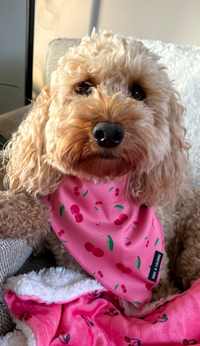 Cherry Drops Bandana / Neck Scarf