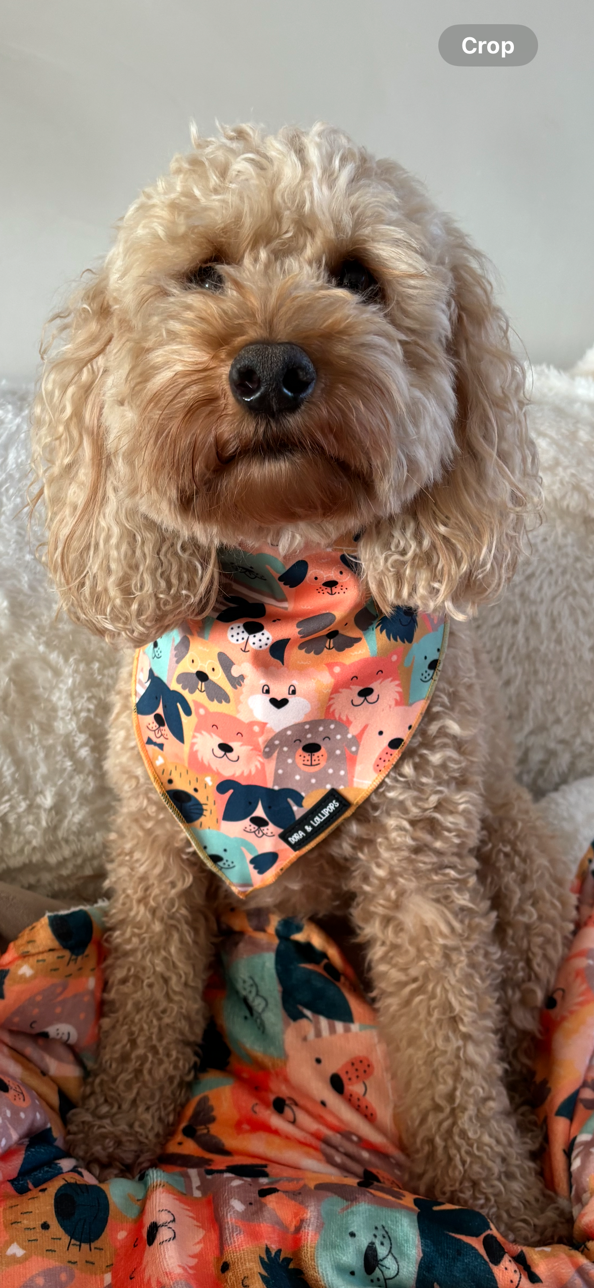 Dogs Club Bandana/ Neck Scarf