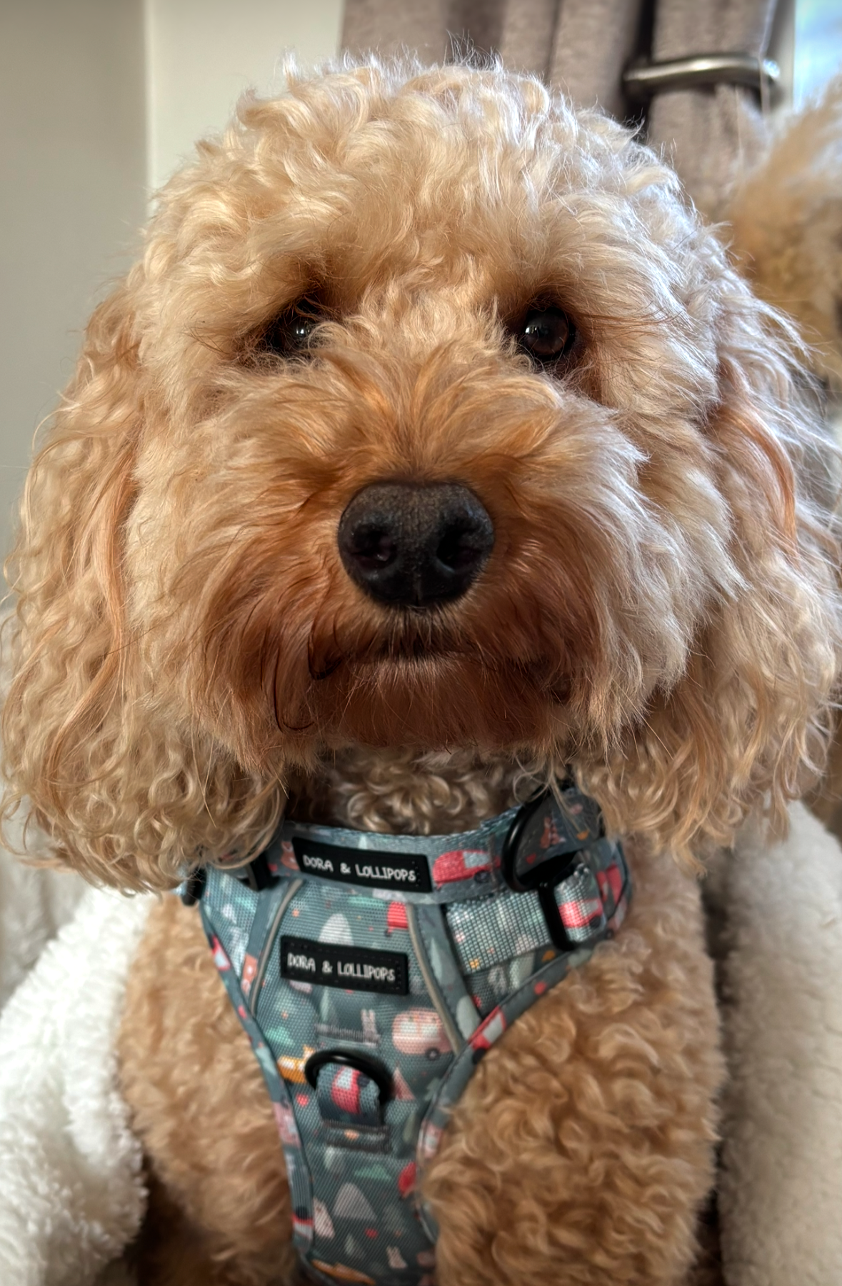 Outdoor Explorers Dog Collar