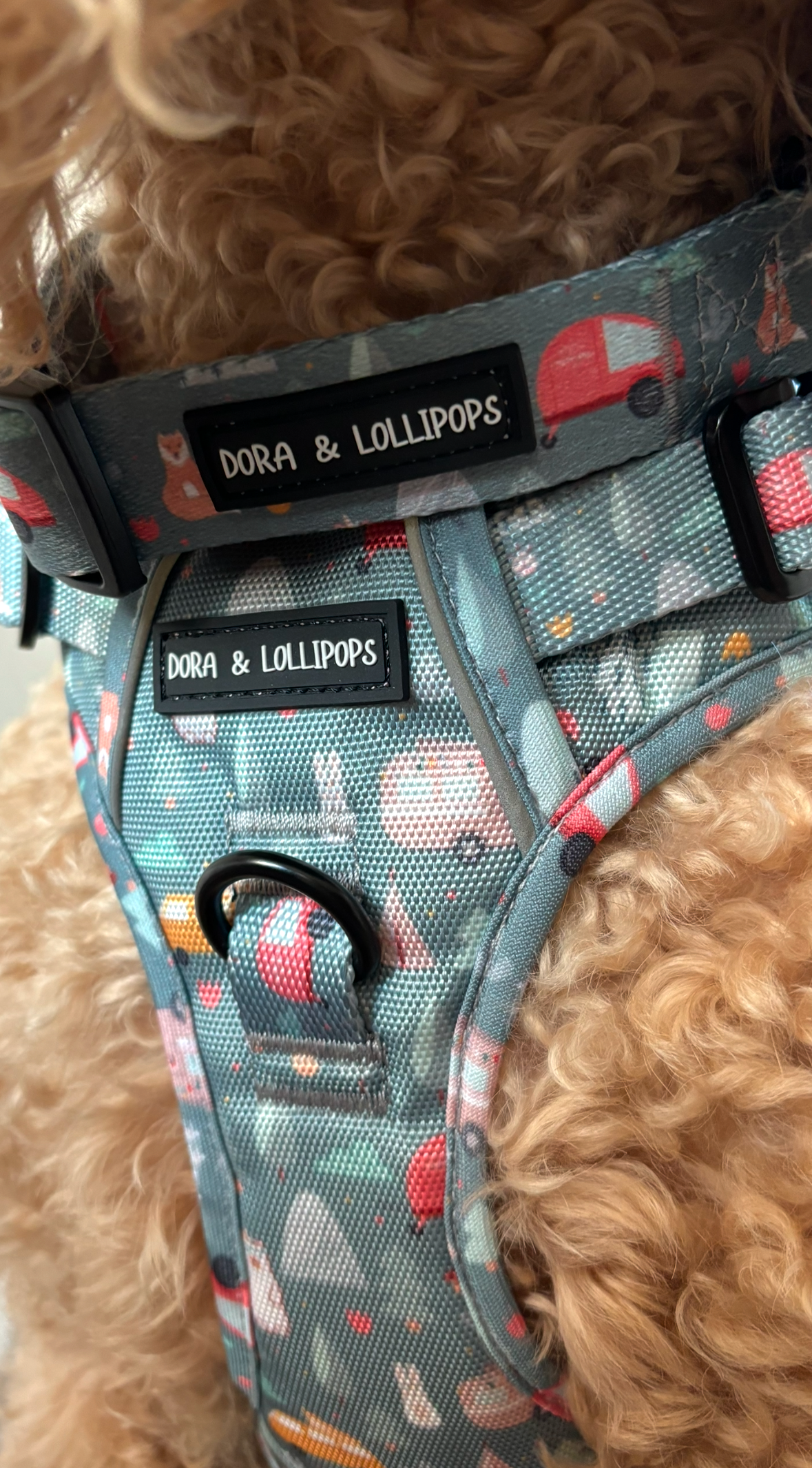 Outdoor Explorers Dog Collar