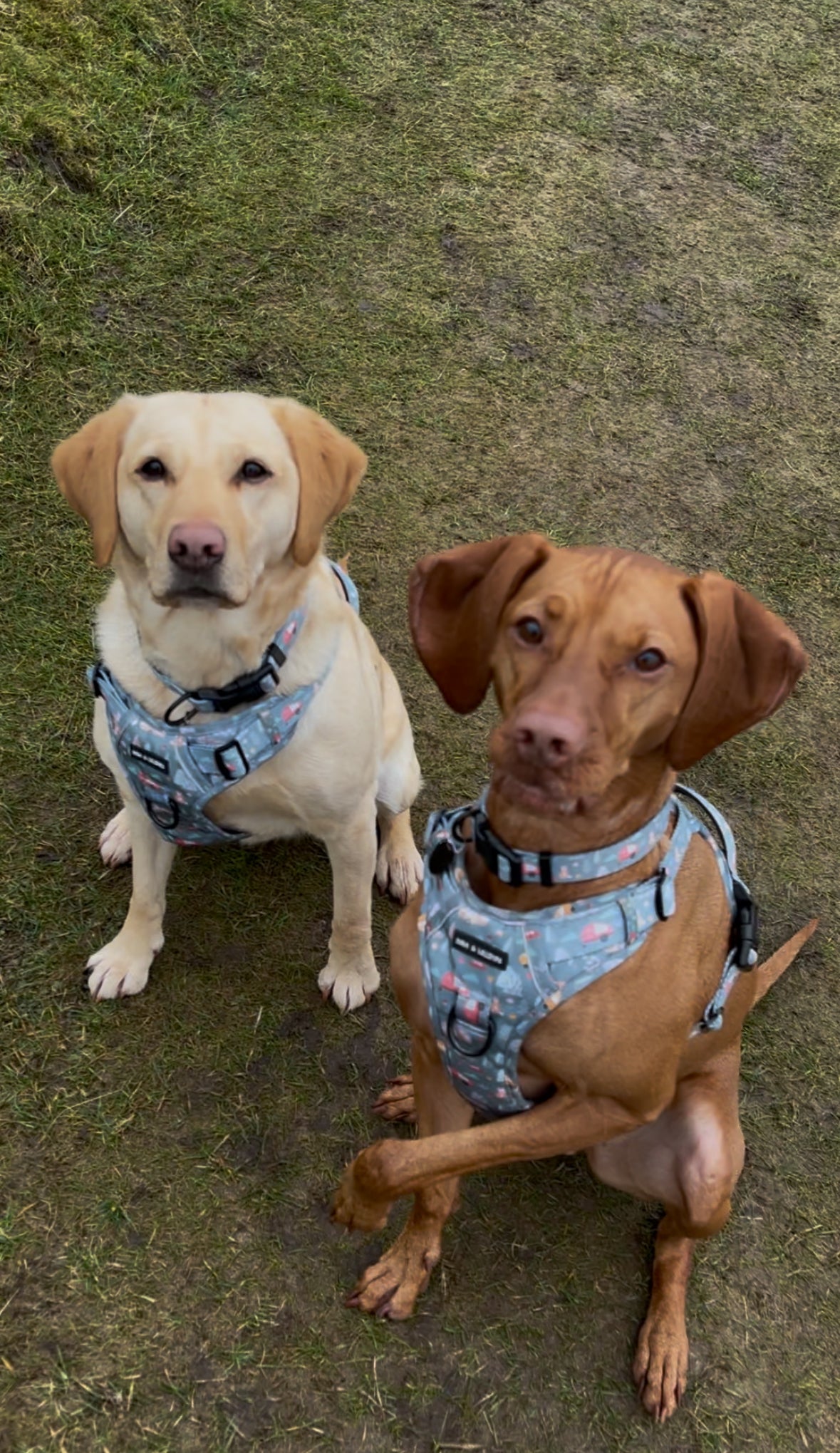 Outdoor Explorer No Pull Tough Adventure Harness