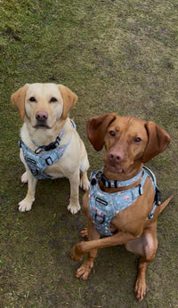 Outdoor Explorer No Pull Tough Adventure Harness