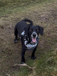 Outdoor Explorer No Pull Tough Adventure Harness