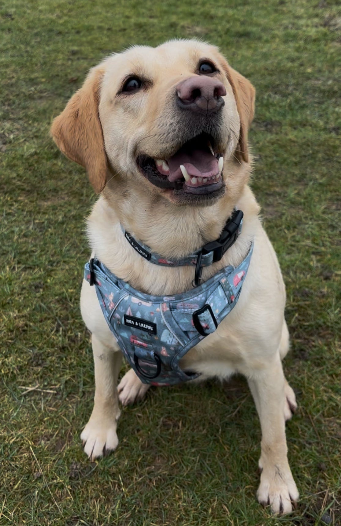 Outdoor Explorer No Pull Tough Adventure Harness