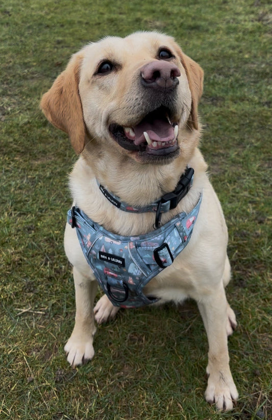 Outdoor Explorer No Pull Tough Adventure Harness