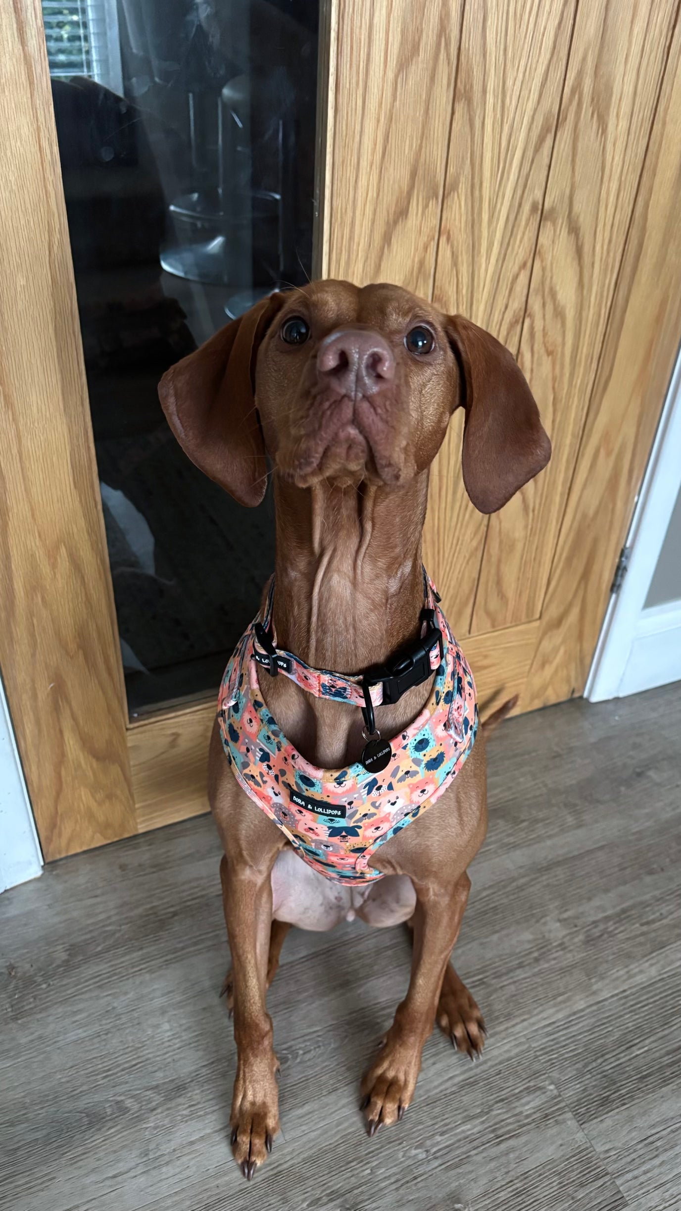 Dogs Club Neoprene Dog Harness