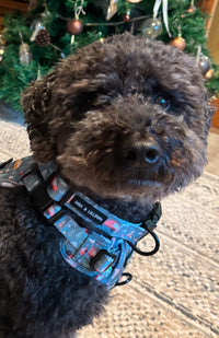 Outdoor Explorers Dog Collar