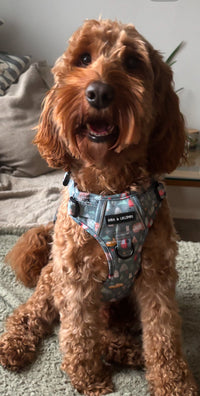 Outdoor Explorer No Pull Tough Adventure Harness